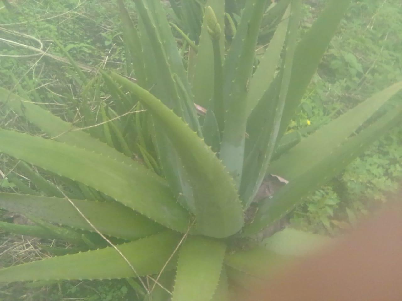 Sabila