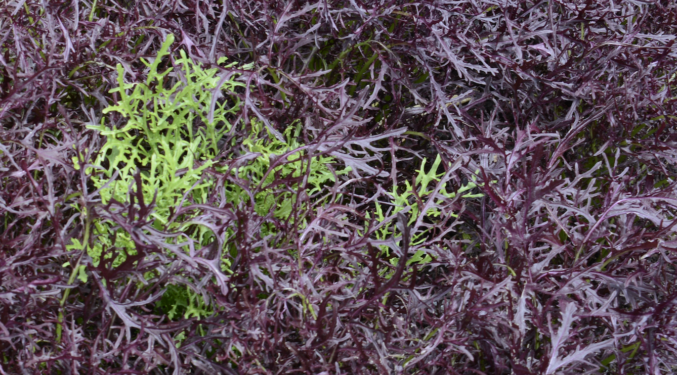 Mizuna Organica Verde Y Morada
