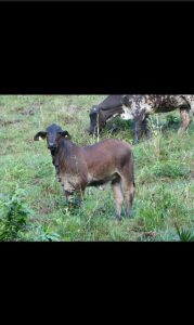 Terneros Para Ceba Cruzados De Senepol Y Brangus