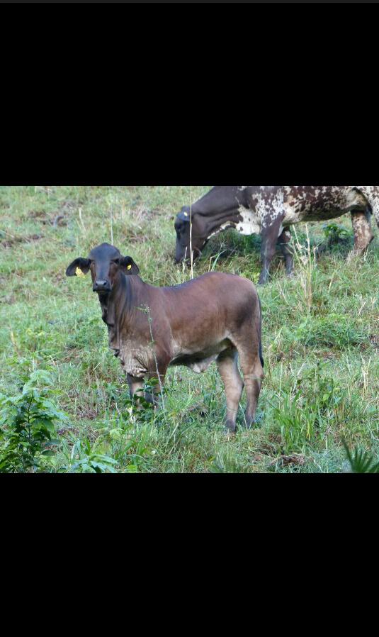 Terneros Para Ceba Cruzados De Senepol Y Brangus