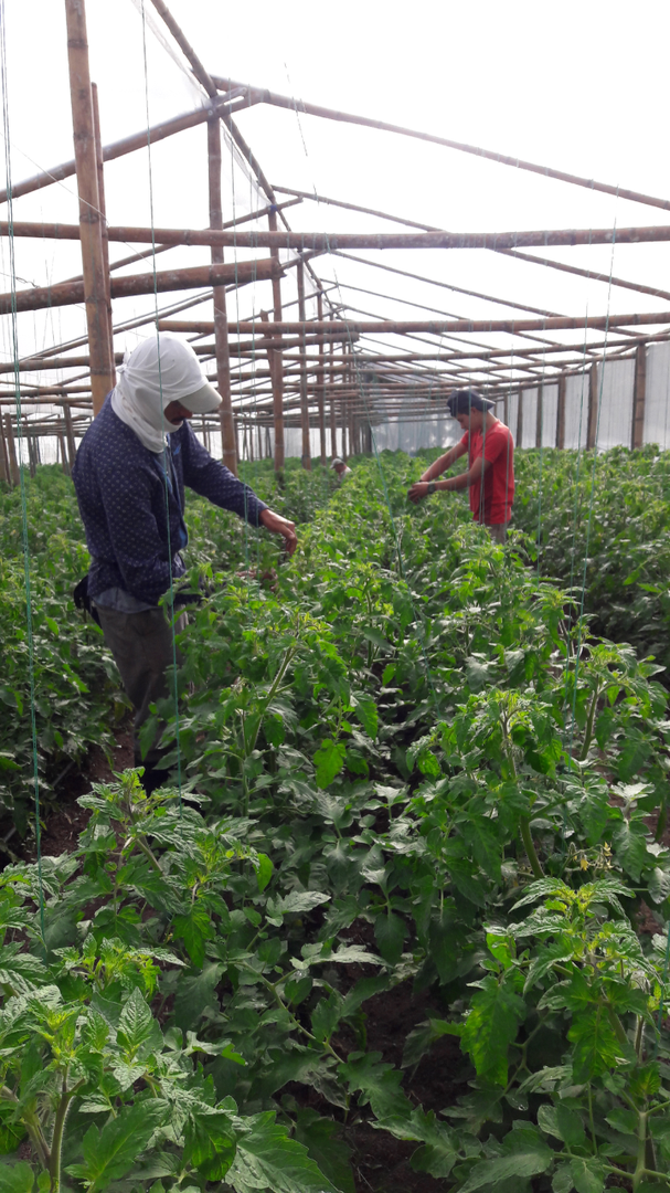 Tomate Torrano