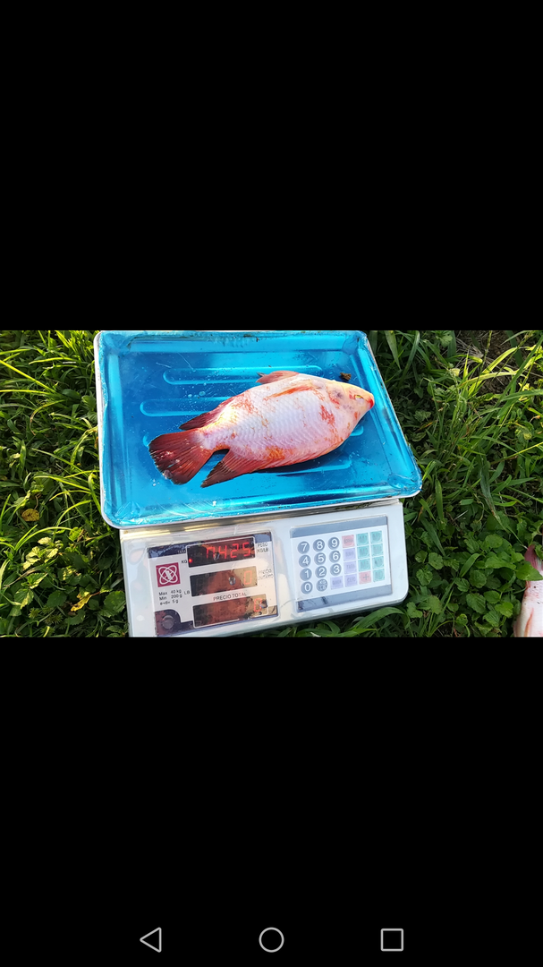 Tilapia Roja