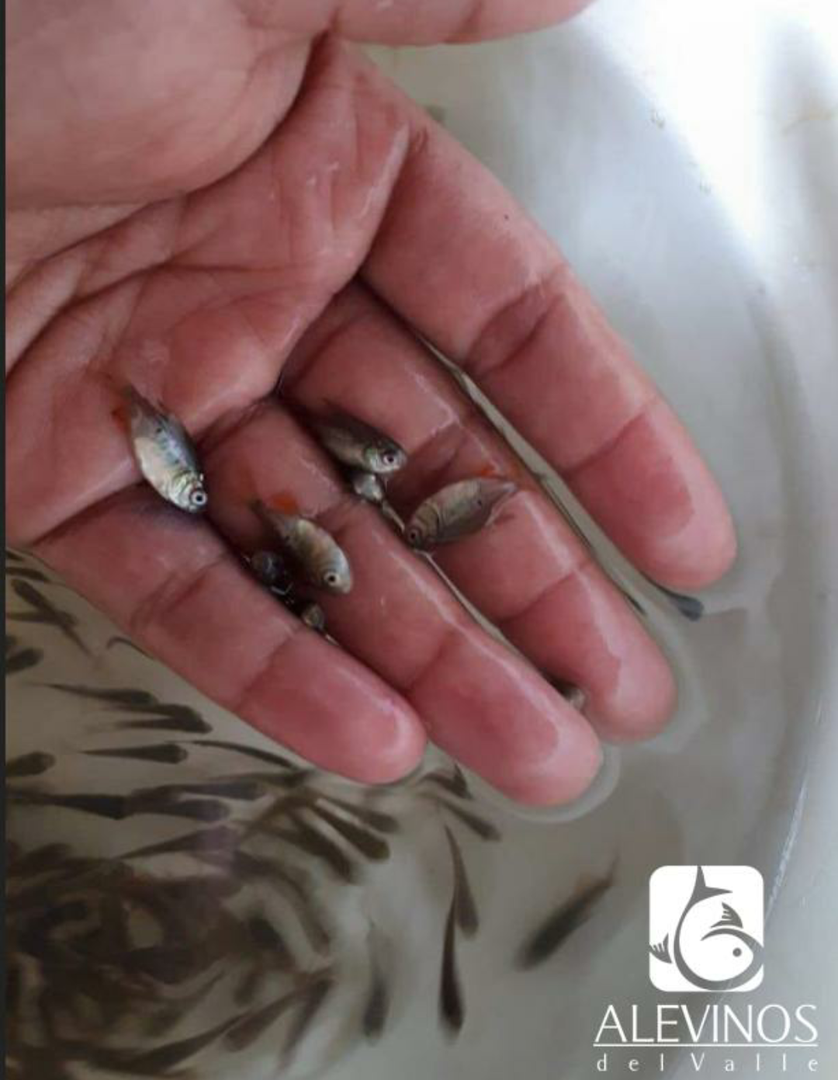 Alevinos De Tilapia Y Mas