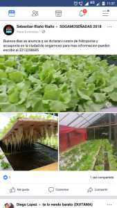 Lechugas Hidroponicas