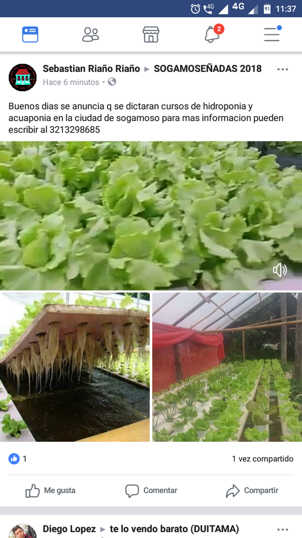 Lechugas Hidroponicas