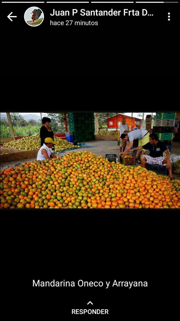 Mandarina Arayana Y Oneco