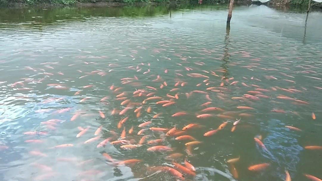 Cachama Roja