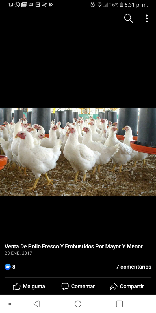 Pollo De Campo
