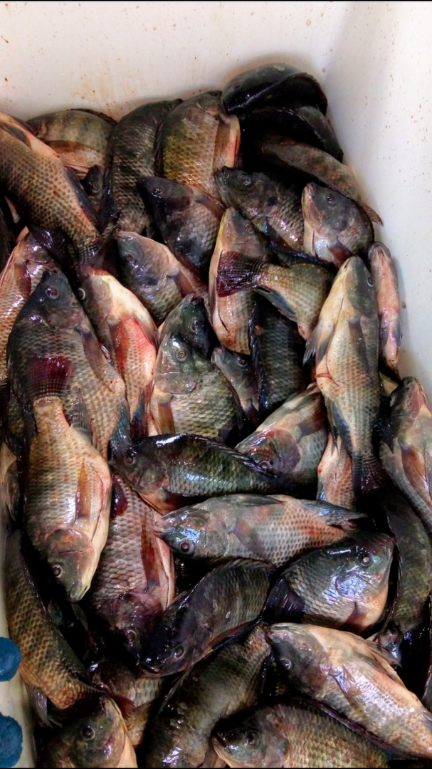Mojarras