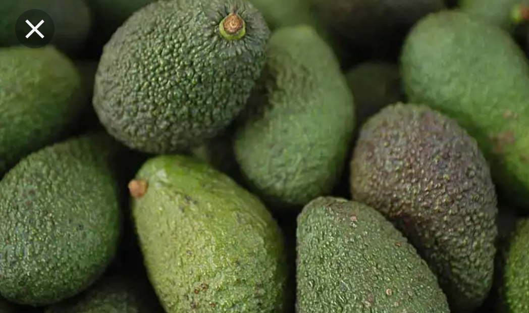 Aguacate Hass De Primera Calidad