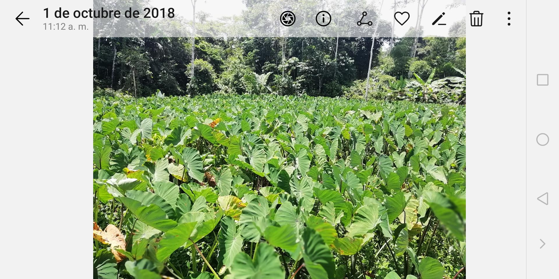 Papachinas Coco Araza Borojo Y Naidis