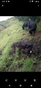 Carne Viva Ganado
