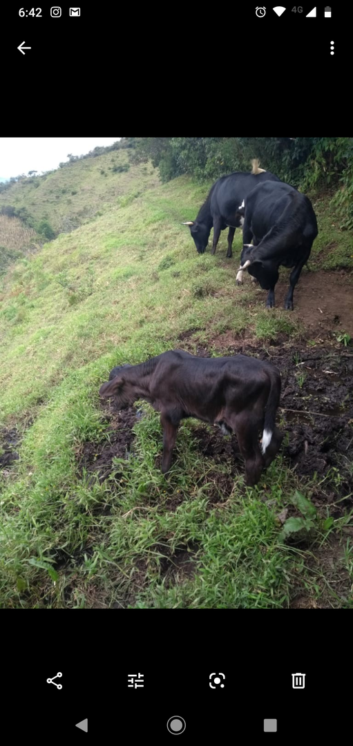 Carne Viva Ganado