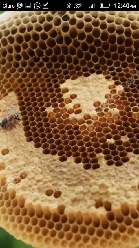 Miel De Abejas Real 100 Natural Pura Y Polem Puro