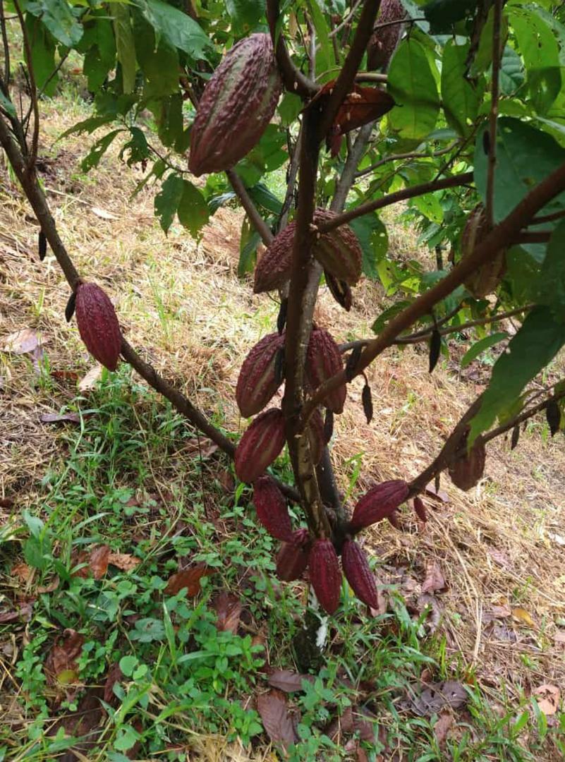 Cacao En Grano Seco