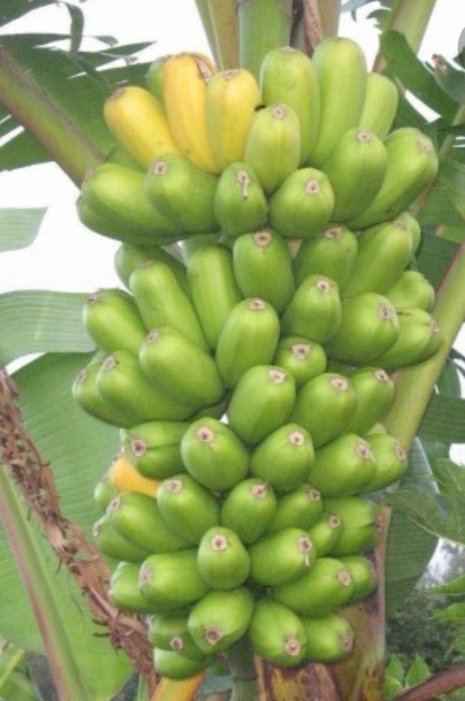 Platano Tipo Guayabo