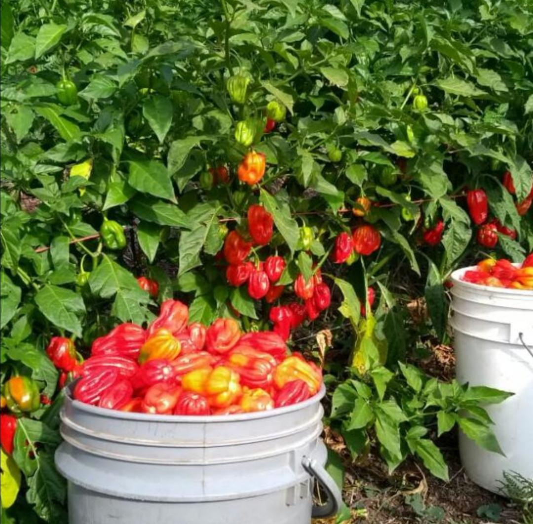 Aji Habanero