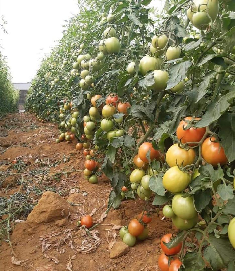 Tomate Monterone Larga Vida Hichiva Meriva