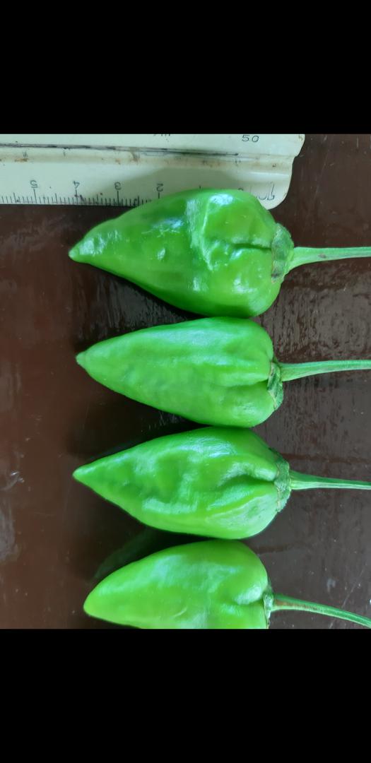Aji Criollo Variedad Topito