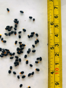 Semillas Mejoradas De Acacia Mangium