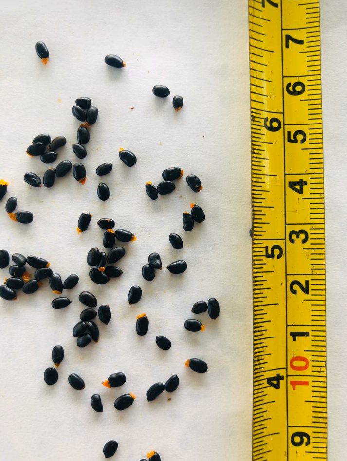 Semillas Mejoradas De Acacia Mangium