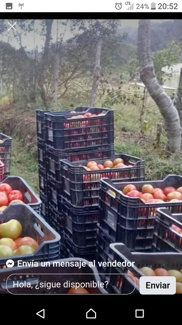 Tomate Larga Vida