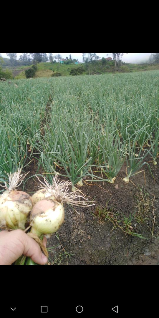 Cebolla Cabezona O De Bulbo