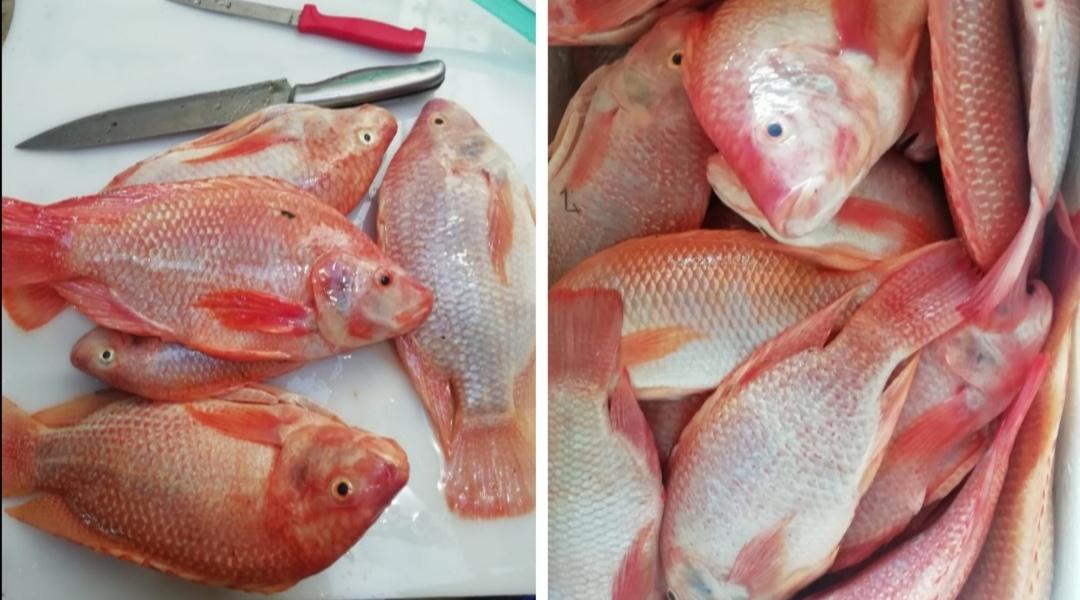 Carne De Tilapia Y Cachama