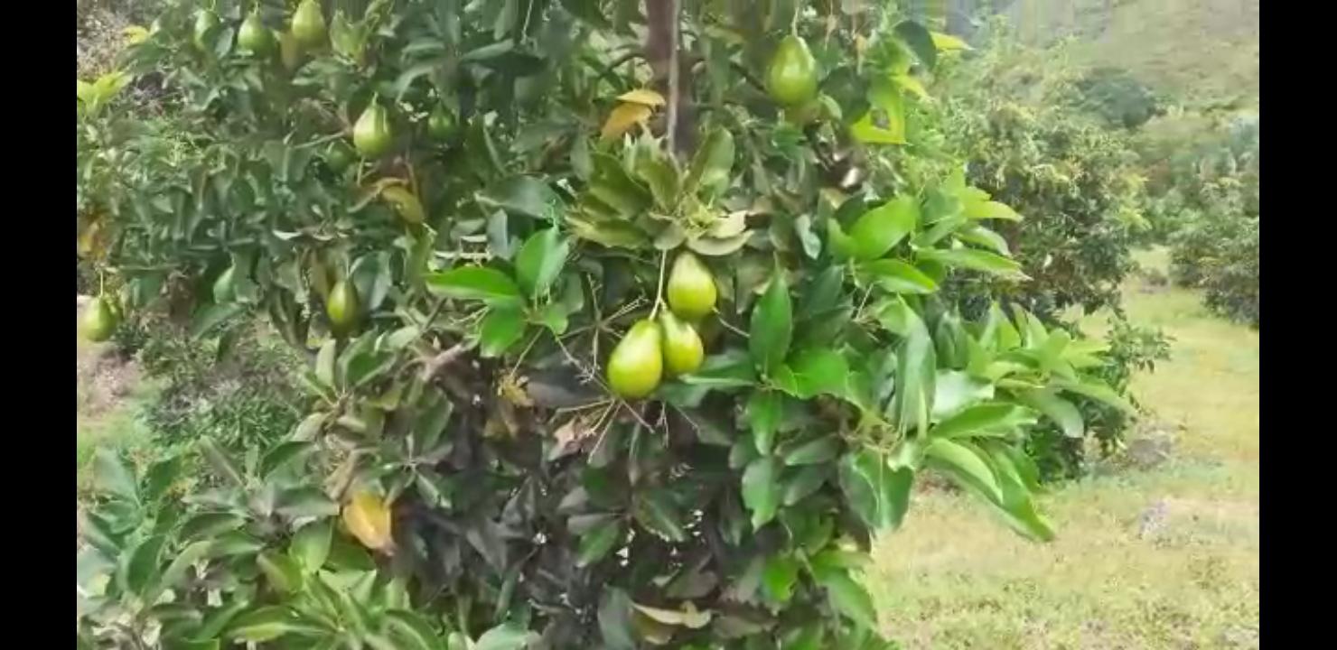 Aguacate Papelillo