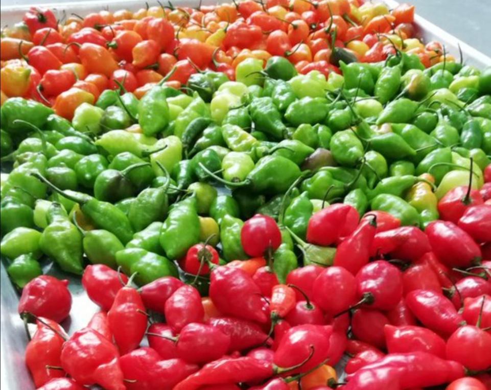 Aji Deshidratado