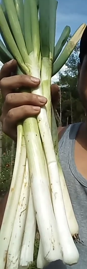 Cebolla Junca