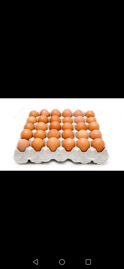Huevos Evisacol Sa