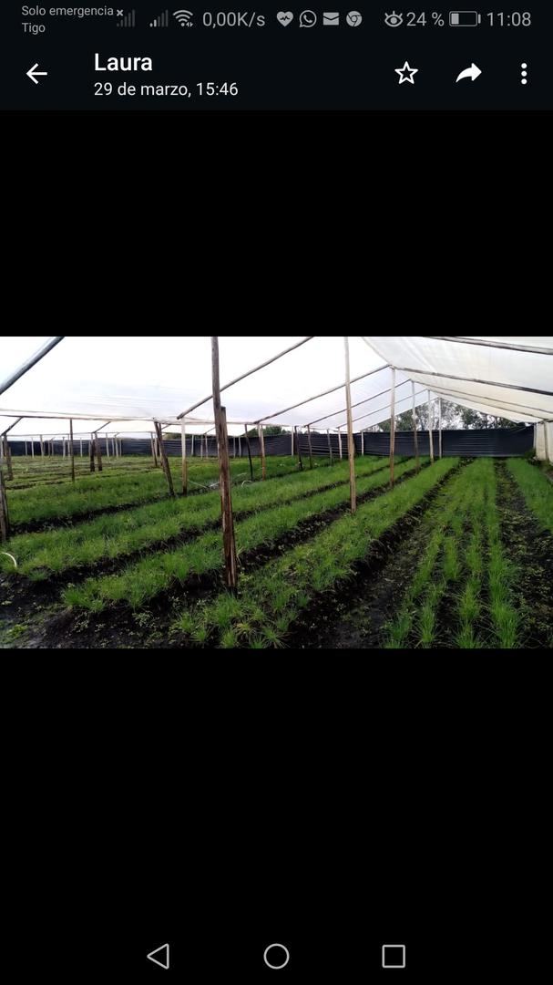 Hierbas Organicas Certificadas Por Usda Nop
