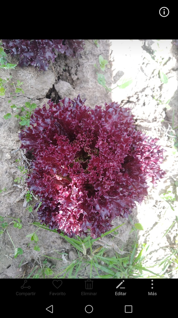 Lechuga Morada Risada