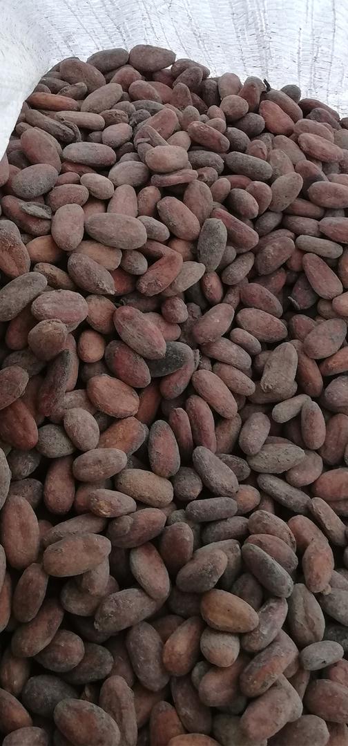 Cacao Amanaven Y Almendra De Copoazu