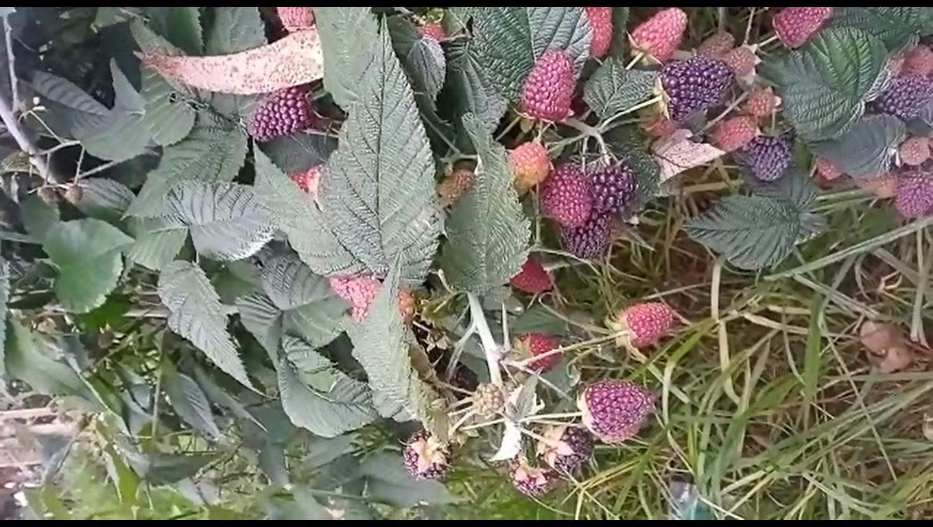 Productor De Mora En Fresco Variedad Castilla Granada Cundinamarca