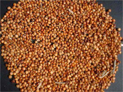 Sorgo