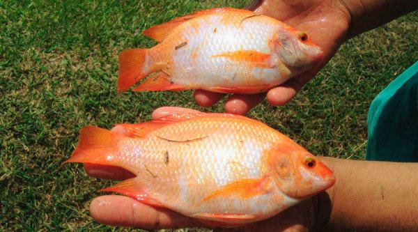 Tilapia Roja Tipo 1