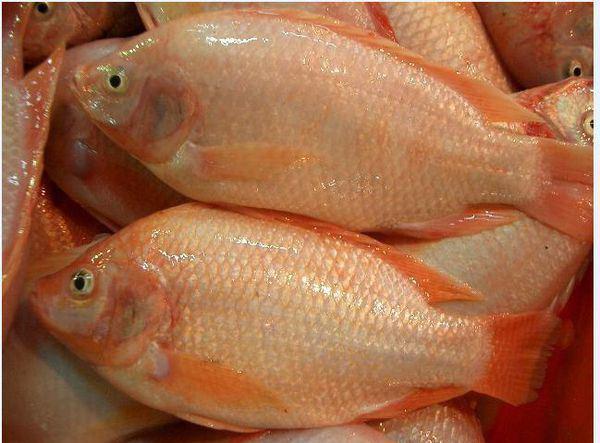 Tilapia Roja