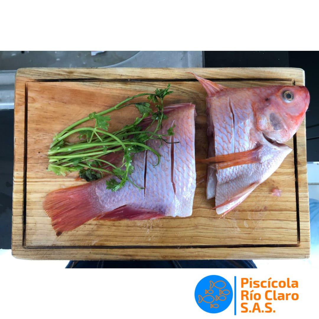 Tilapia Roja