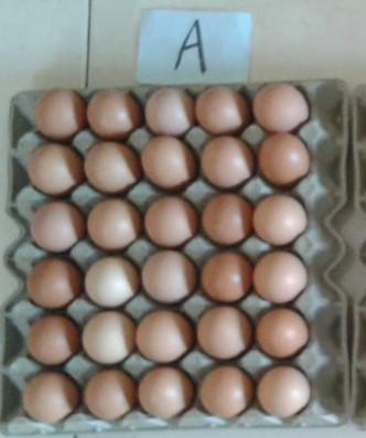 Panal Huevos Tipo A