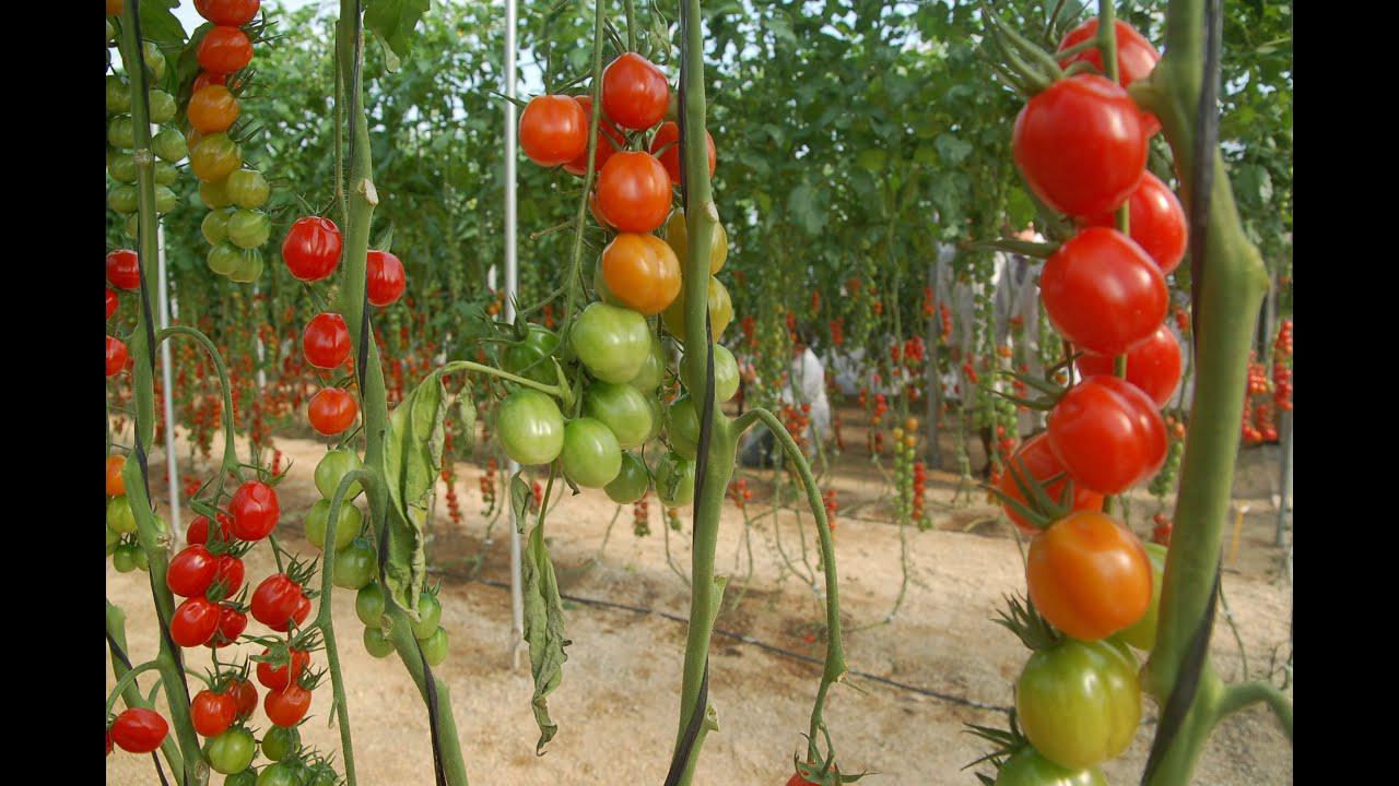 Tomate Chonto