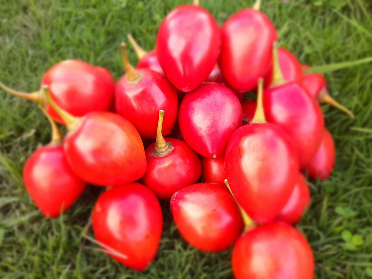 Tomate De Arbol Variedad Manzano
