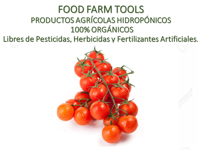 Tomate Cherry Hidroponico