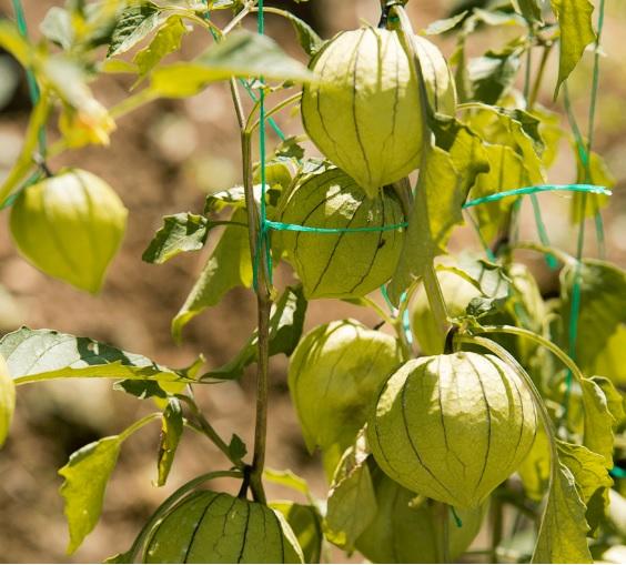 Tomatillo Mexicano
