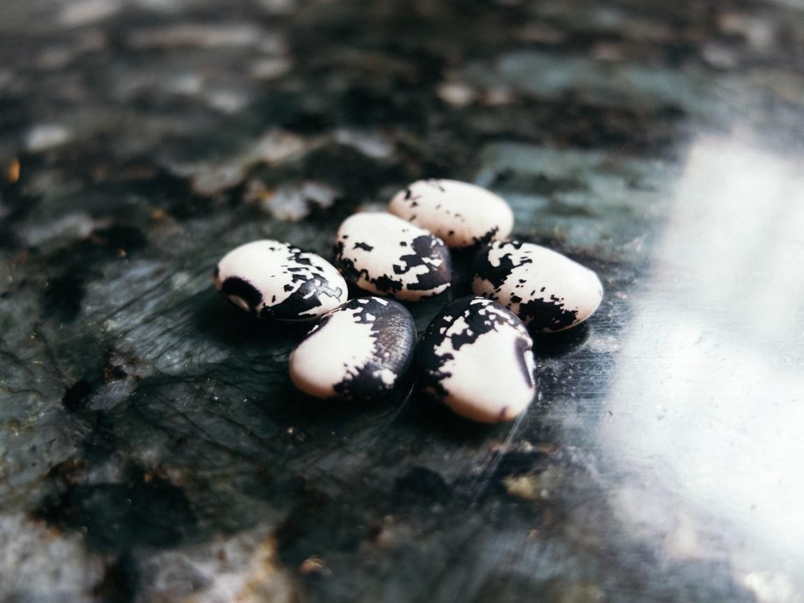 Caraotas Variedad Tapiramas