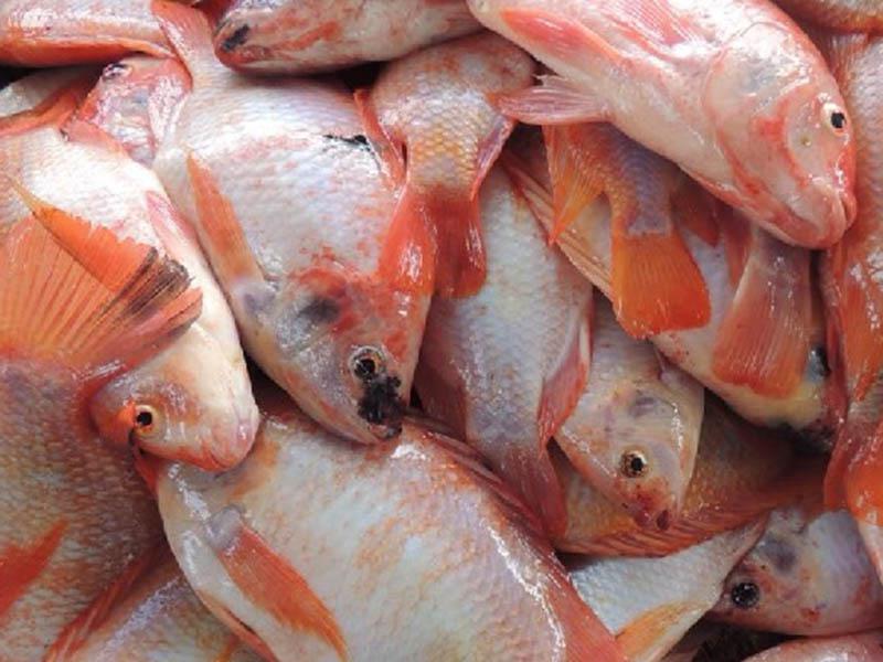Tilapia Roja