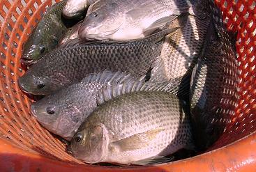 Tilapia Negra