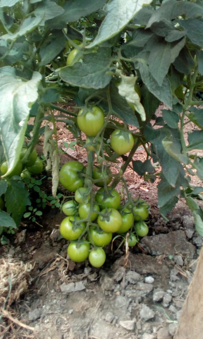 Tomate Variedad Roble Larga Vida — foto 2 de 2