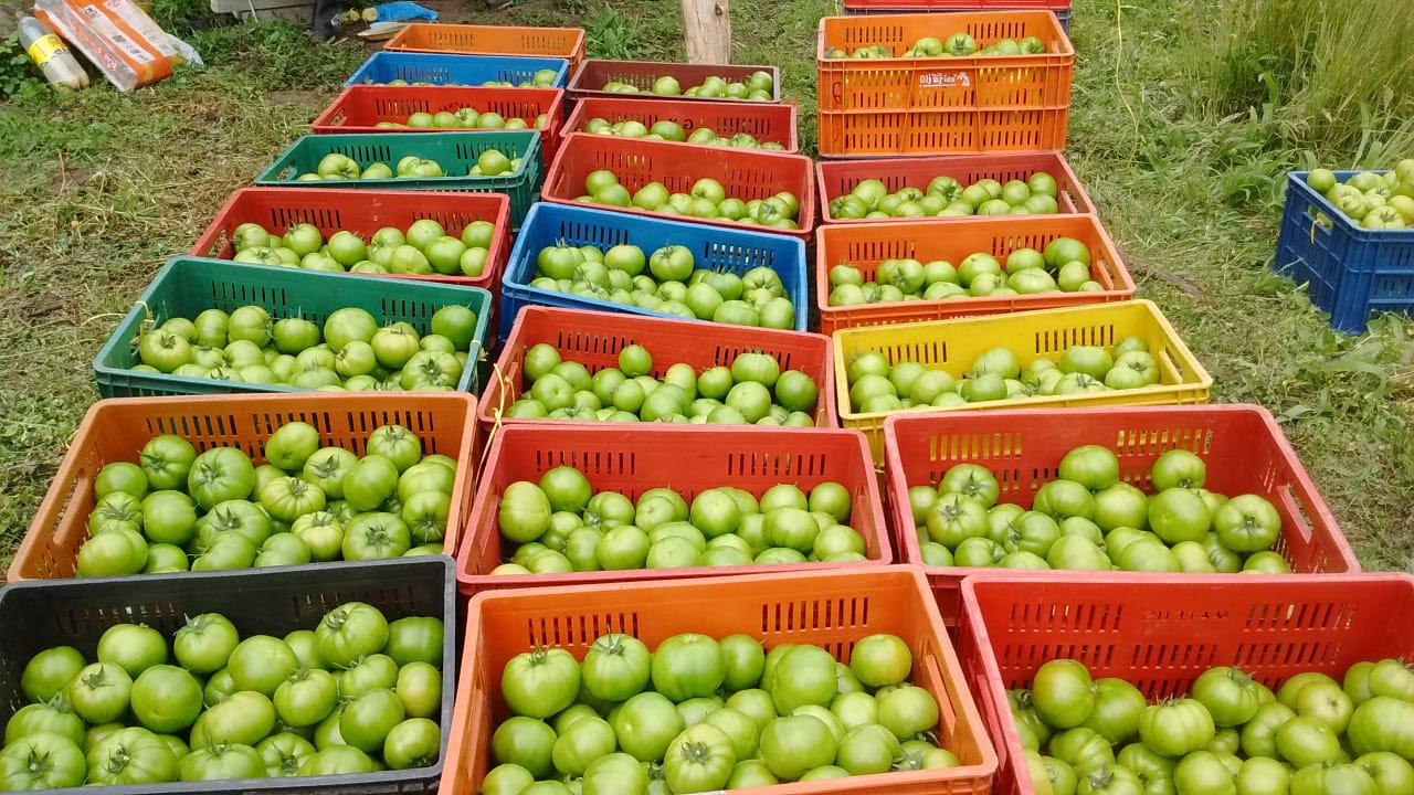 Tomate Largavida Chonto — foto 2 de 2